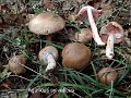 Agaricus sylvaticus-amf140-1